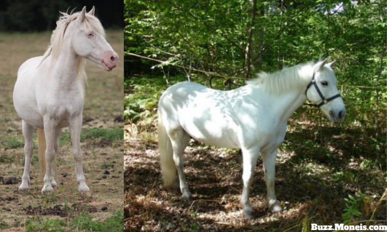 10. White Pony 