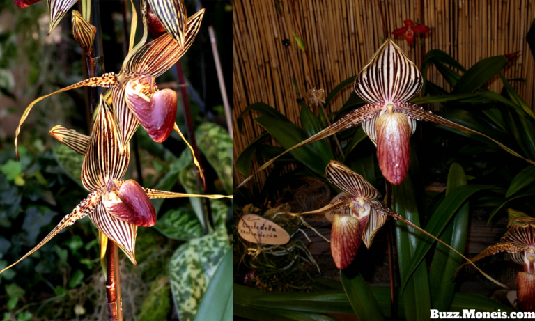 4. Gold Of Kinabalu Orchid