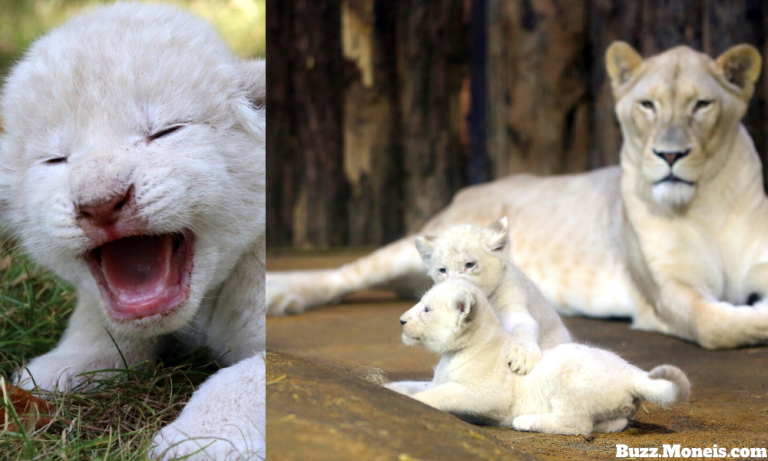 6. White Lion Cubs