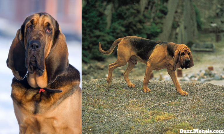 7. Bloodhound
