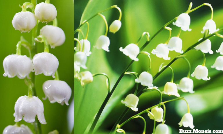 9. Lily Of The Valley