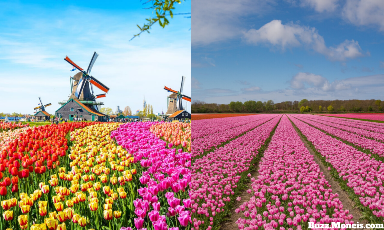 6. Tulip Fields, Netherlands